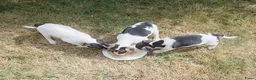 Boerenfox honden te koop: Prachtige Boerenfox pups - Advertentie 4