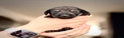 Ruwhaar Teckel honden te koop: Unieke kaninchen/dwerg teckel pups - Advertentie 5