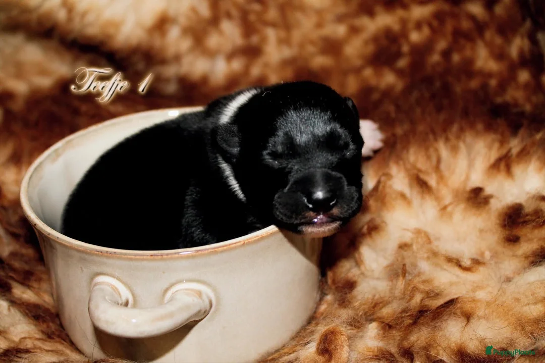 Border Collie honden te koop: Border collie pups met isds stamboom - Advertentie 3