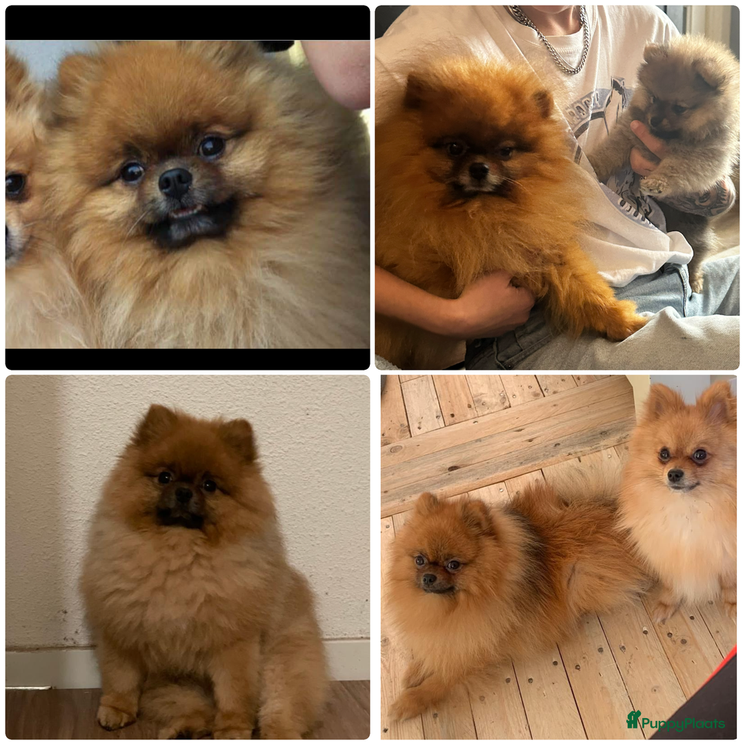 Pomeriaan honden te koop: Pomeriaan parti colour teefje geboren 23-12-2025 - Advertentie 8