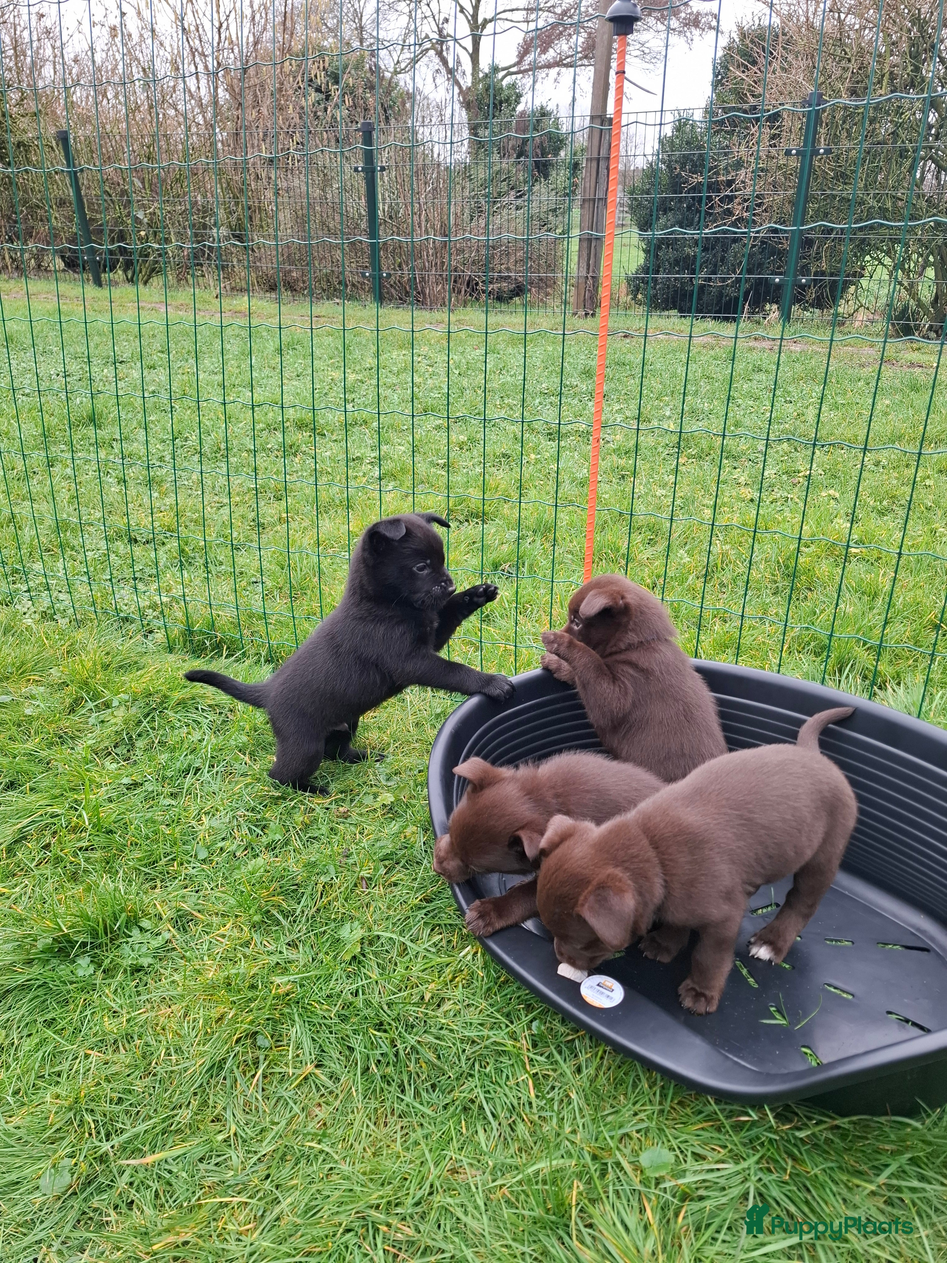 Australian Kelpie honden Mooie Australian Kelpie pups - Advertentie 1