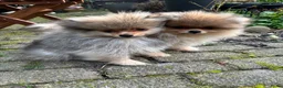 Pomeriaan honden te koop: 2 pomeriaan reutjes te koop - Advertentie 2