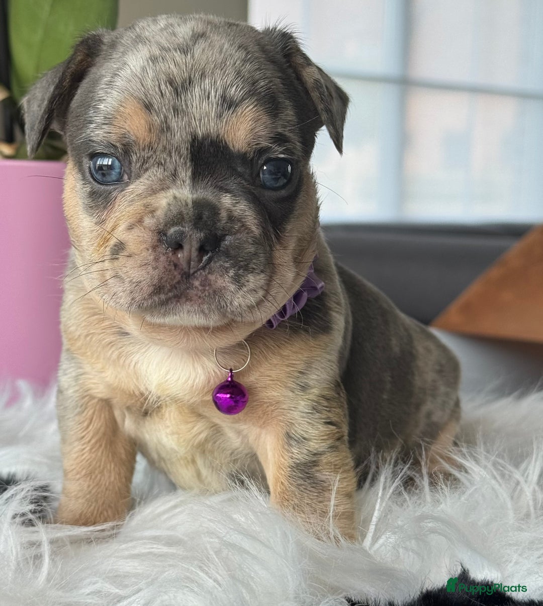 Franse Bulldog honden te koop: Prachtig Blue Merle Tan reu Franse Bulldog pups  - Afbeelding 5