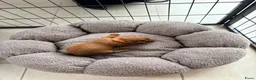 Poedel Toy honden te koop: Prachtige toypoedel pups  - Advertentie 6