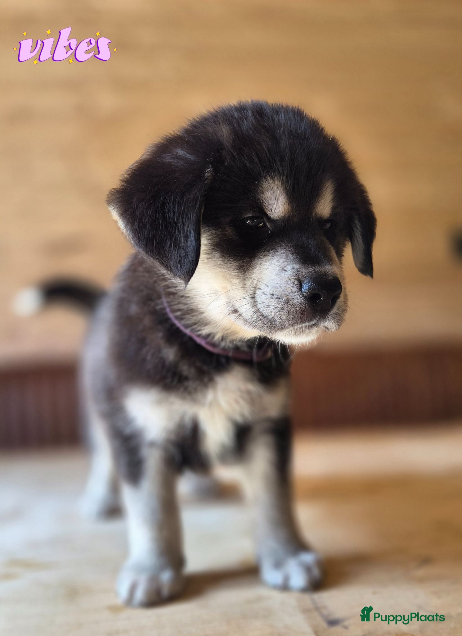 Kruising honden Labrakita pups (mogen vanaf 12 juni verhuizen) - Advertentie 1