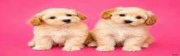 Maltipoo honden te koop: Schattige gezonde maltipoo pups - Advertentie 2