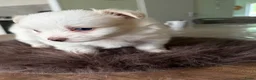 Maltipom honden te koop: Twee kleurige maltipom reu  - Advertentie 4