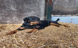 Rottweiler honden te koop: Nog 3 super lieve rottweiler reutjes. - Afbeelding 17