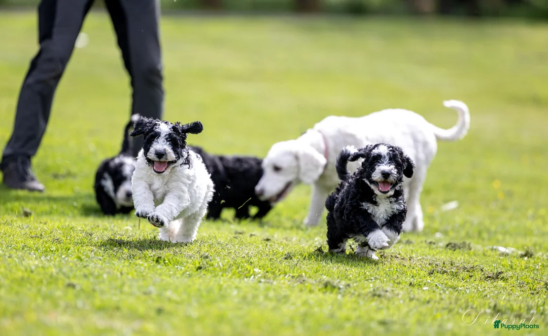 Galerij afbeelding {{count}}