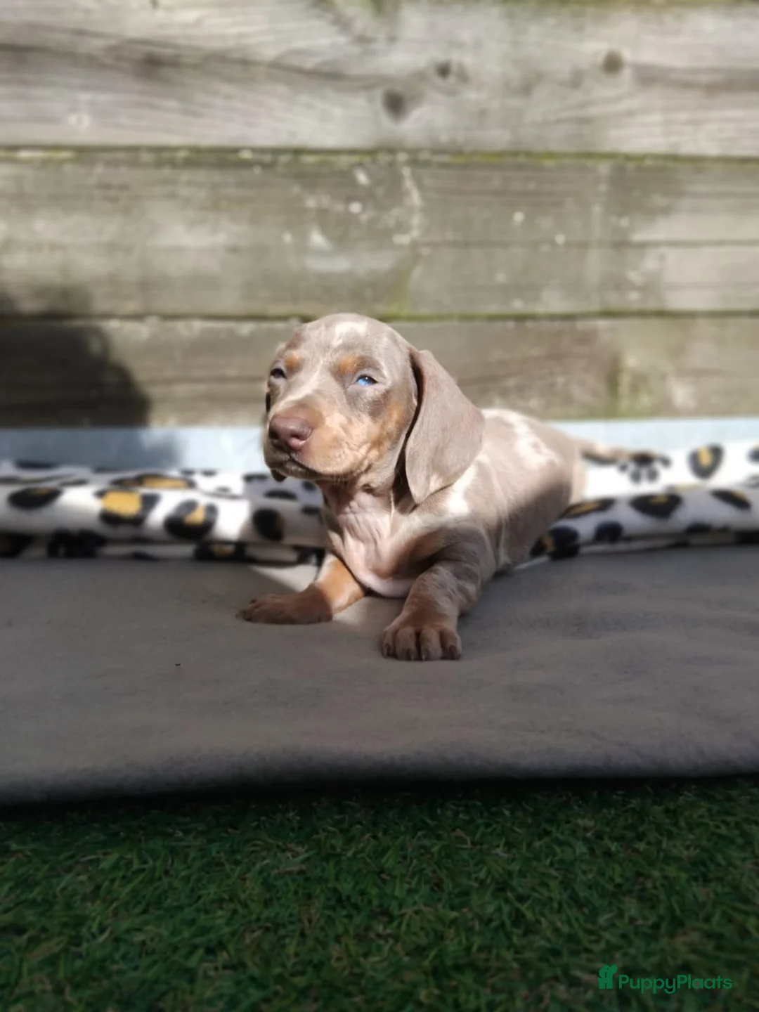 Teckel (korthaar)  honden te koop: Dwerg teckel pupjes opzoek naar hun gouden mandje. - Advertentie 1