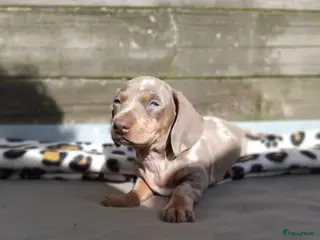 Teckel (korthaar) honden Dwerg teckel pupjes opzoek naar hun gouden mandje. - Advertentie 1
