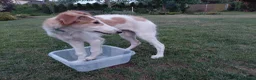Barsoi honden te koop: Borzoi-teef uit FCI-kennel zoekt lief thuis  - Advertentie 14