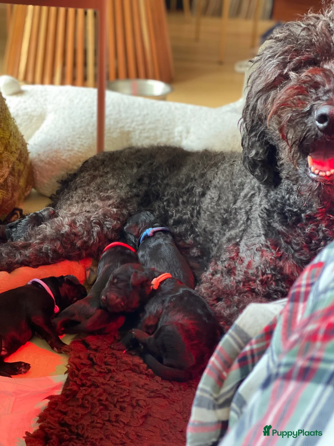 Australian Labradoodle honden te koop: Australiën Labradoodle pups 🐾🐾 - Advertentie 2