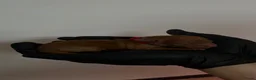 Poedel Toy honden te koop: Raszuivere Toypoedel-pups  - Advertentie 4
