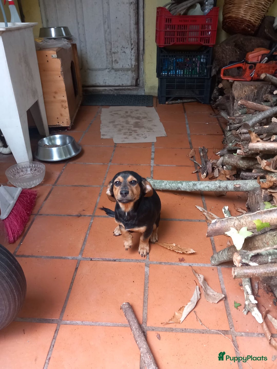 Kruising honden te koop: 2 italiaanse lieverds zoeken een familie - Advertentie 10