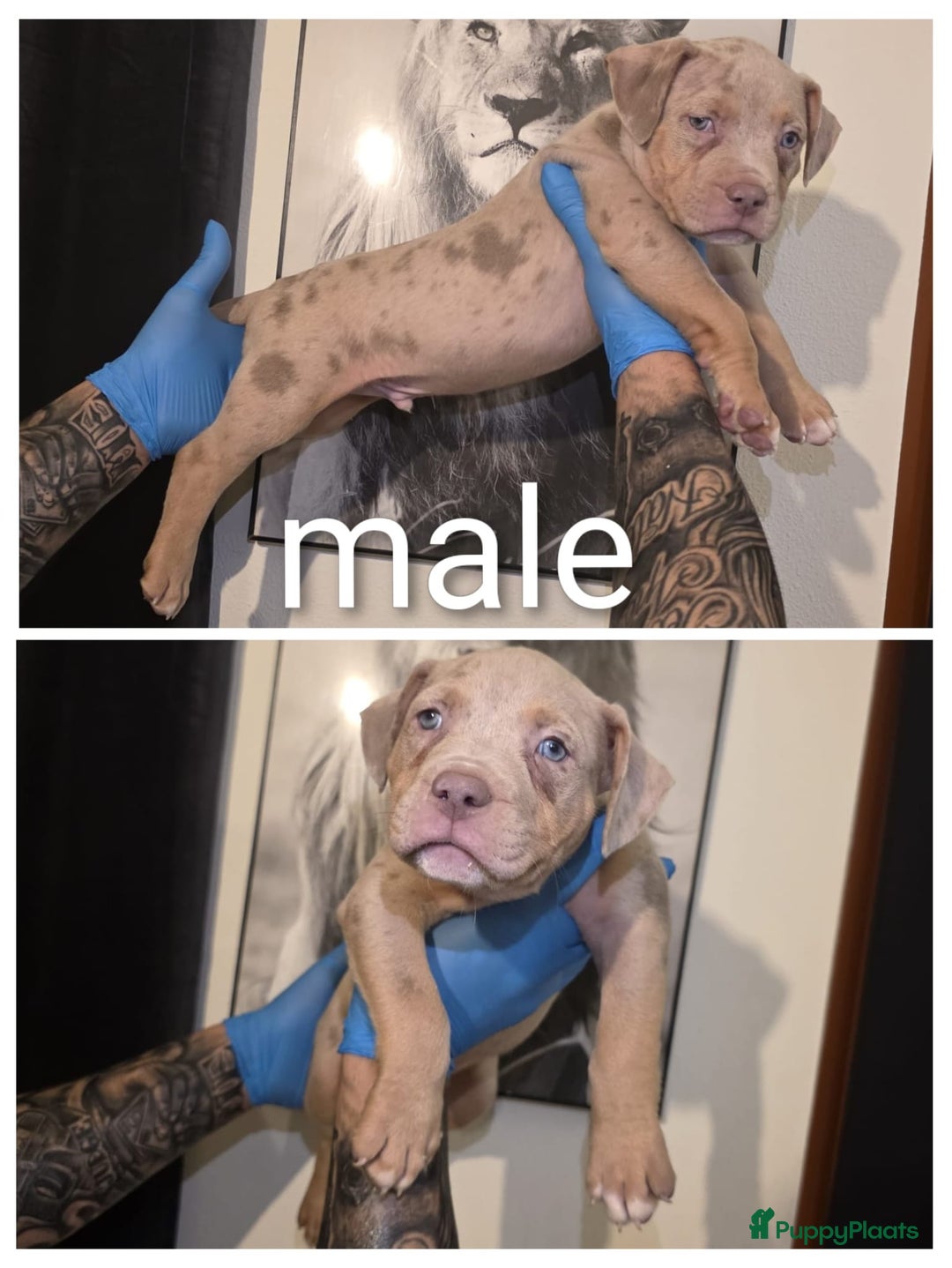 Amerikaanse Bully honden te koop: Xl bully  - Advertentie 2