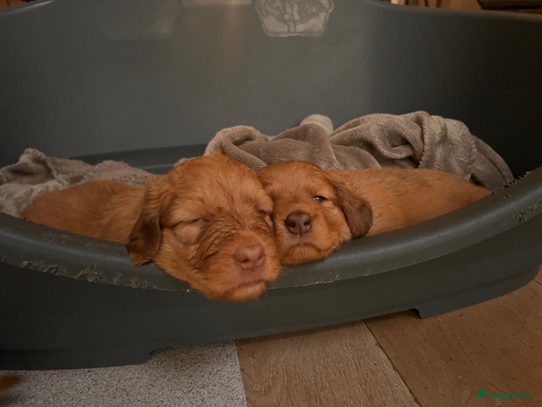 Kruising honden te koop: Bijzonder mooie combi: Toller X Teckel kruising, - Afbeelding 1