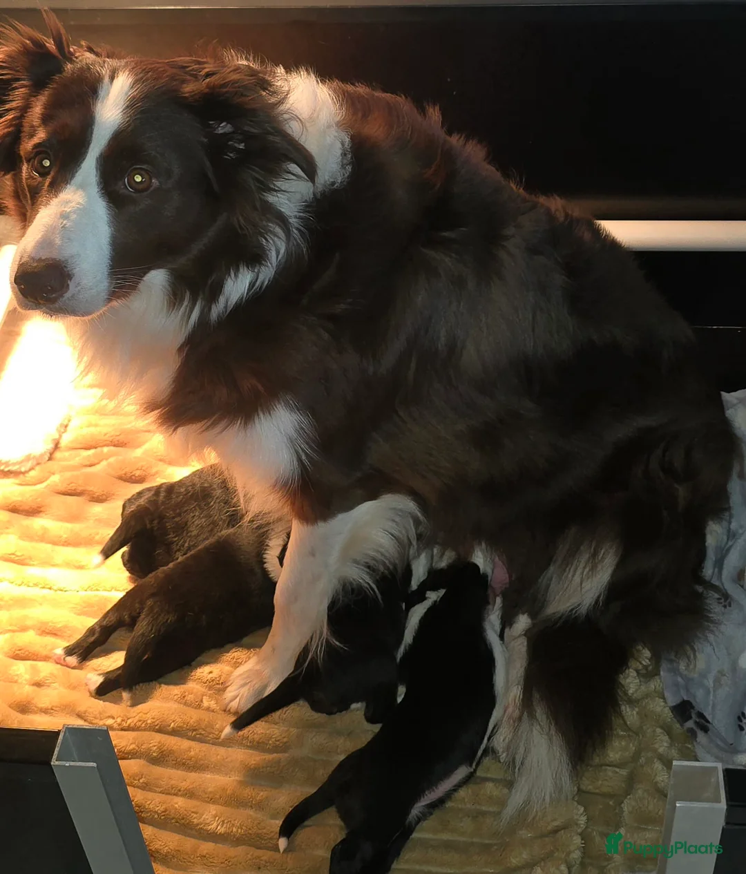 Kruising honden te koop: Superlieve border collie pups - Advertentie 1