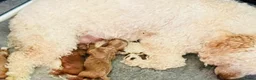 Maltipoo honden te koop: Mini maltipoo pups thuis geboren en grootgebracht - Advertentie 9