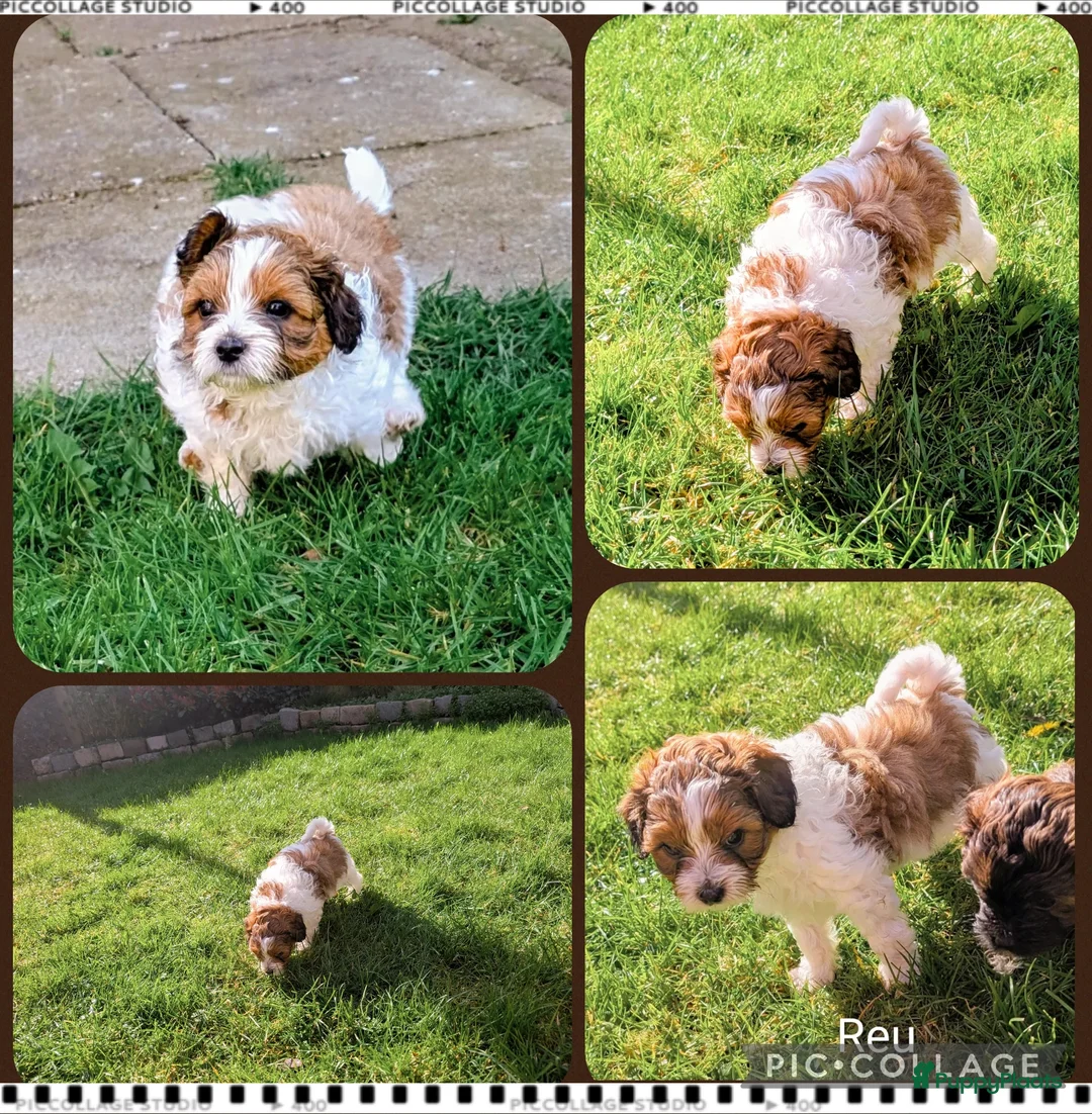 Shihpoo honden te koop: MaltiPoo (ShihTzu/Maltezer X ToyPoedel) - Advertentie 2