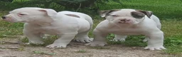 Amerikaanse Bulldog honden te koop: 2 prachtige reutjes uit mooie combinatie - Advertentie 4