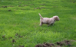 Barbet honden te koop: Nog 1 fawn kleurig teefje beschikbaar. - Afbeelding 2