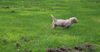 Barbet honden - Advertentie 2