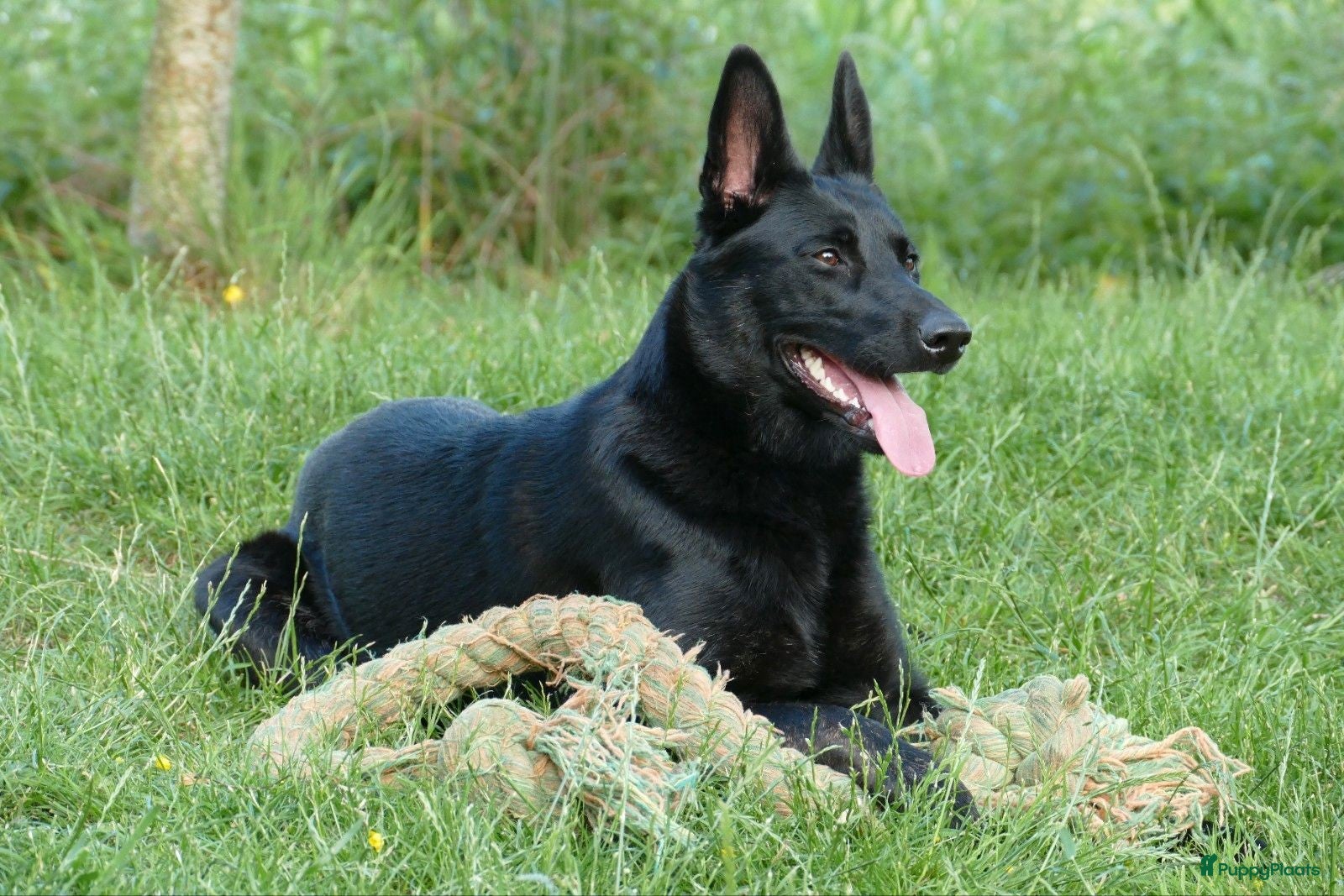 Hollandse Herder honden Te koop: Hollandse herderpups - Advertentie 1