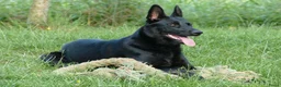 Hollandse Herder honden te koop: Te koop: Hollandse herderpups in Hoek - Advertentie 1