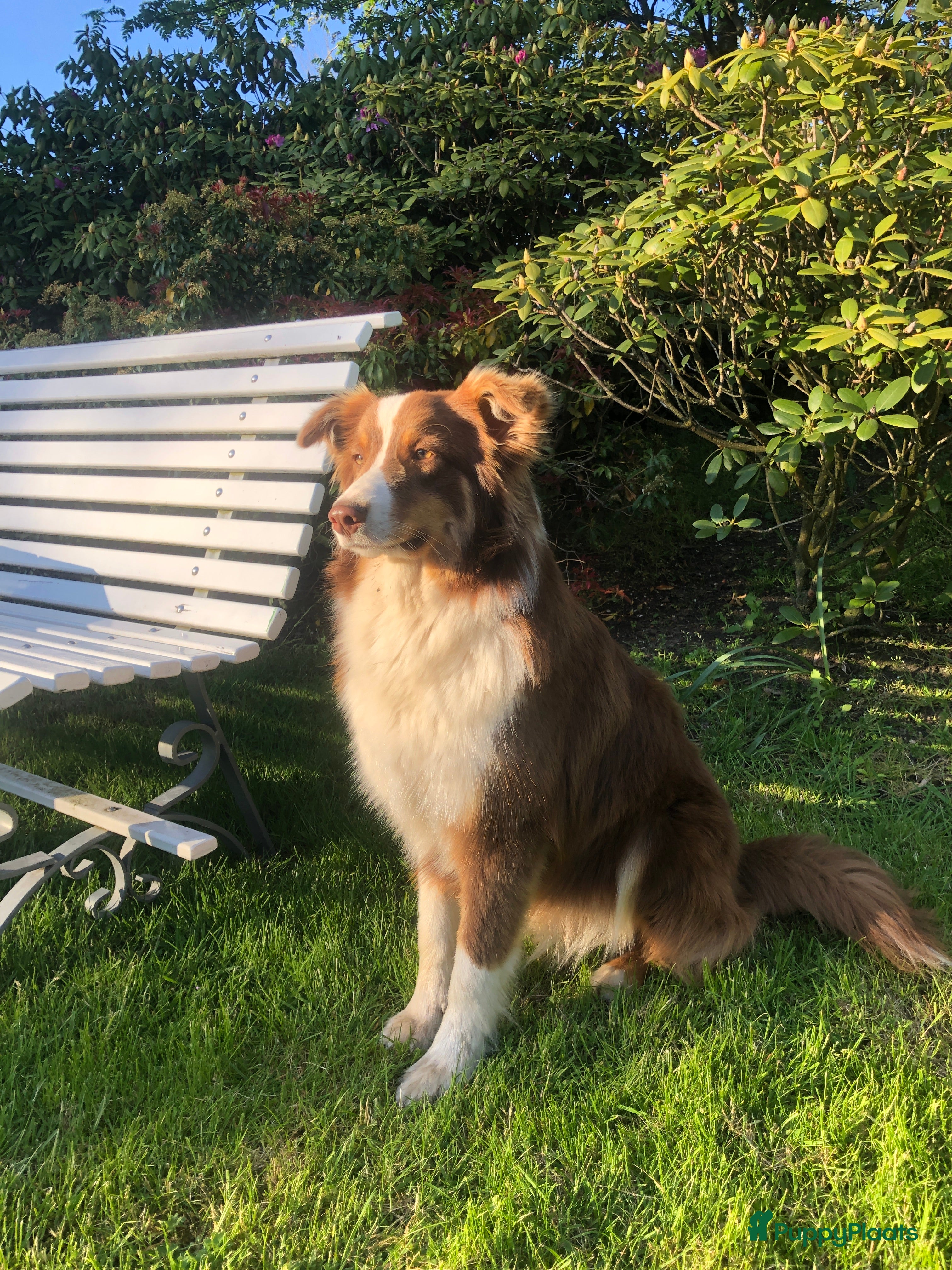 Australian Shepherd honden Eerste nestje Australian Shepherd pups - Advertentie 2