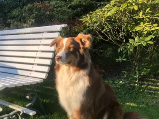 Australian Shepherd honden Eerste nestje Australian Shepherd pups - Advertentie 2