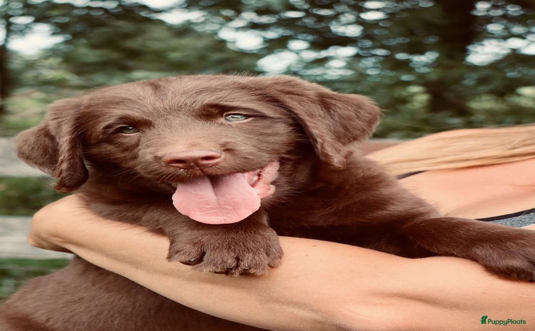 Labrador Retriever honden - Advertentie 4
