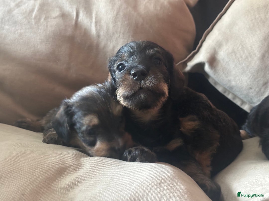 Teckel (korthaar)  honden te koop:  1 Leuke schattige teckelpup (TEEFJE ) - Afbeelding 5