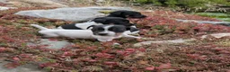 Jack Russel Terriër honden te koop: Prachtige schattige Jack Russell pups - Advertentie 11