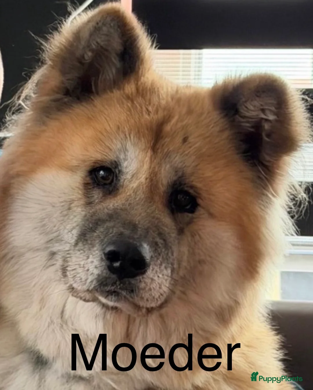 Eurasiër honden te koop: Eurasier pup  - Advertentie 2