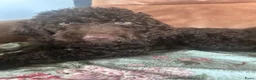 Australian Labradoodle honden te koop: Lief Medium Australian Labradoodle reutje - Advertentie 16