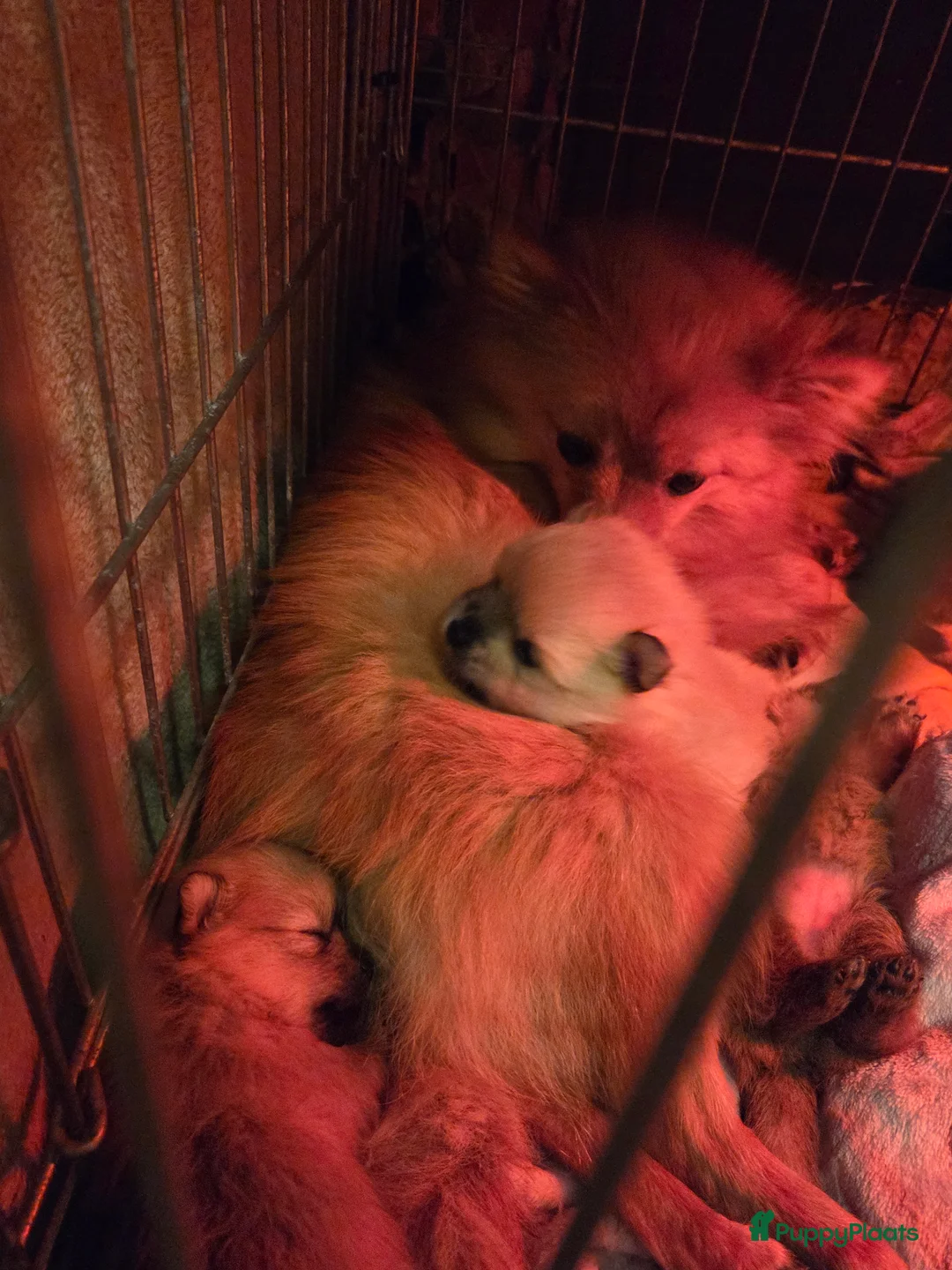 Pomeriaan honden te koop: Mooie pomeriaanpups te koop - Advertentie 14