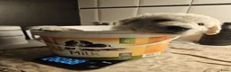 Kuvasz honden te koop: **Bijzondere Kuvasz pups uit een droomcombinatie** - Advertentie 31
