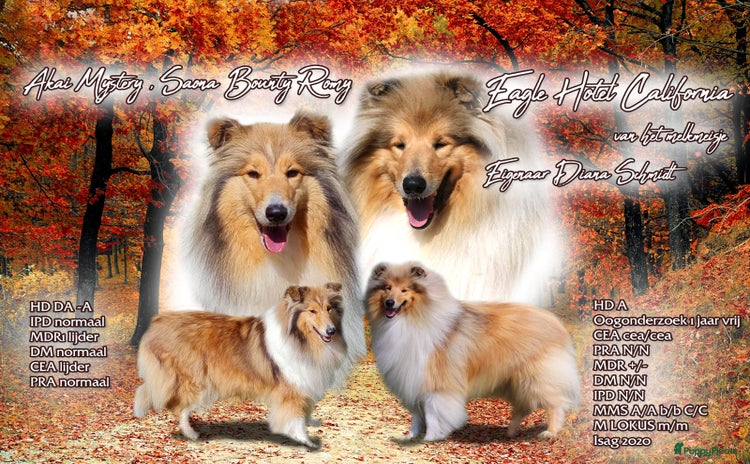Schotse Herdershond langhaar honden - Advertentie 11