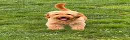 Goldendoodle honden te koop: PRACHTIGE GOLDENDOODLE PUPS!  - Advertentie 16