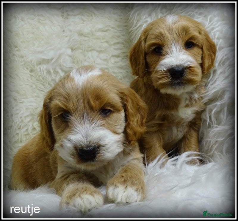 Cockapoo honden Cockapoo pups - Advertentie 1