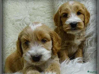 Cockapoo honden Cockapoo pups - Advertentie 1