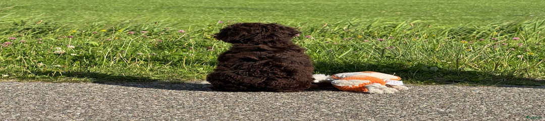 Spaanse Waterhond Puppy 1