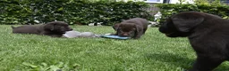 Labrador Retriever honden te koop: Chocolade bruine labrador pups met stamboom ! - Advertentie 31