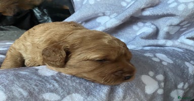 Australian Labradoodle honden - Advertentie 10
