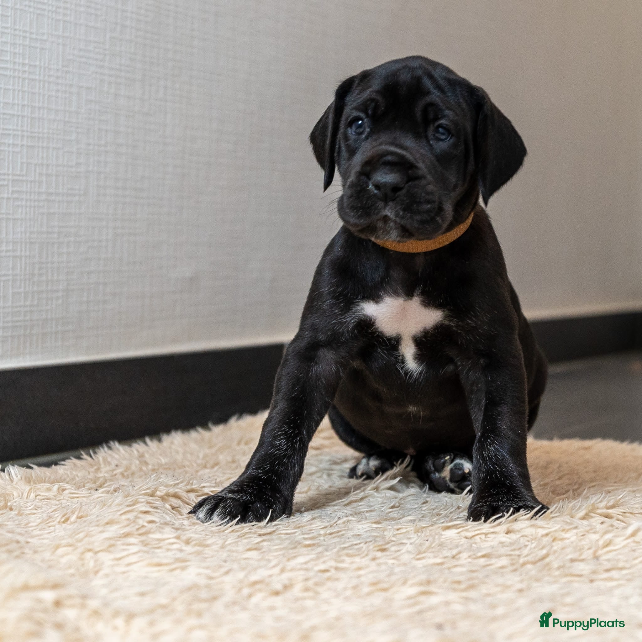 Duitse Dog honden Duitse dog pups zwart-wit met stamboom  - Advertentie 1
