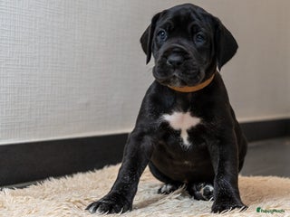 Duitse Dog honden Duitse dog pups zwart-wit met stamboom - Advertentie 13