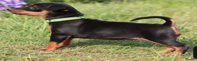 Dwergpinscher Puppy 5