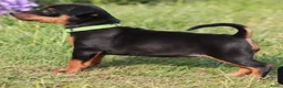 Dwergpinscher honden te koop: Dwergpincher pups aangeboden  - Advertentie 14