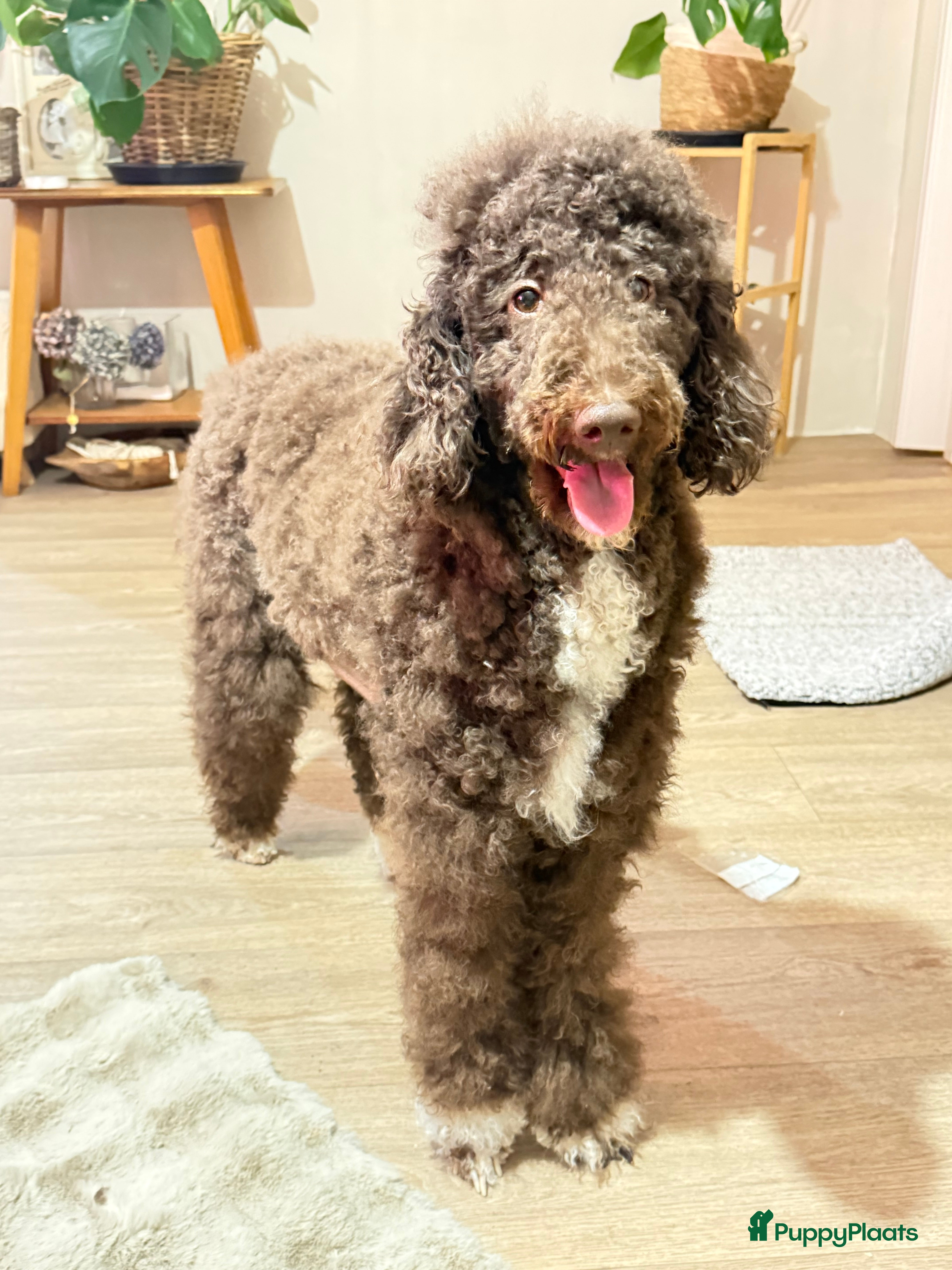 Labradoodle honden Hele mooie labradoodle f1  - Advertentie 13